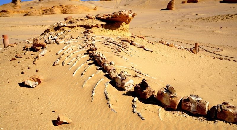 Valle de las Ballenas (Wadi el Hitan) y Wadi el Rayan desde El Cairo