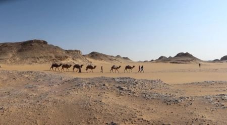 Caravana de camellos por el desierto de Egipto