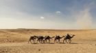 Paseo en camello por el desierto de Asuán y monasterio de San Simeón