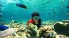 Excursión en barco a la isla de Tirán con snorkel desde Sharm el Sheikh